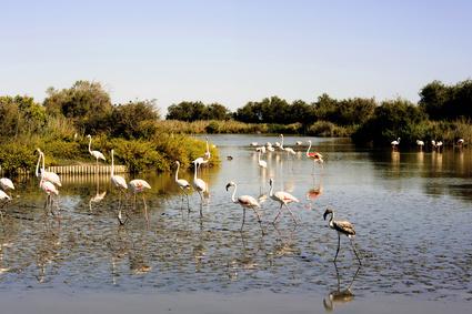 flamingos in der camargue